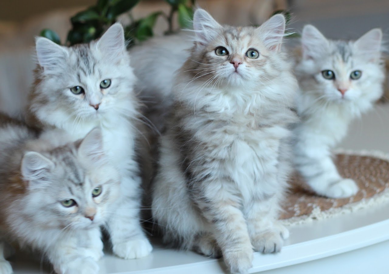 Siberian kitten with a gentle expression